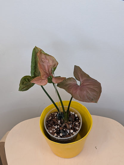 Syngonium Orm Nak / uncommon 🩷