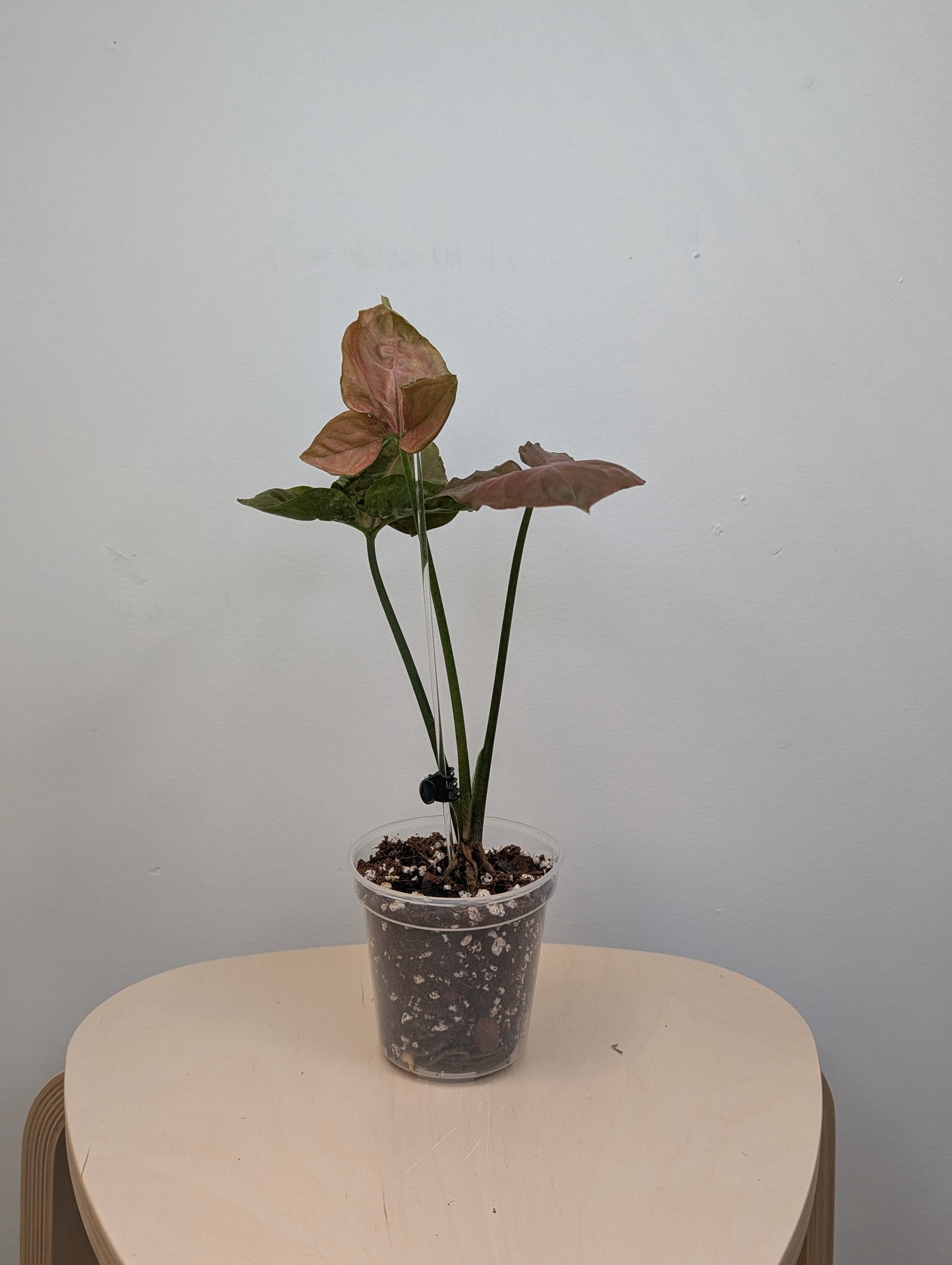 Syngonium Orm Nak / uncommon 🩷