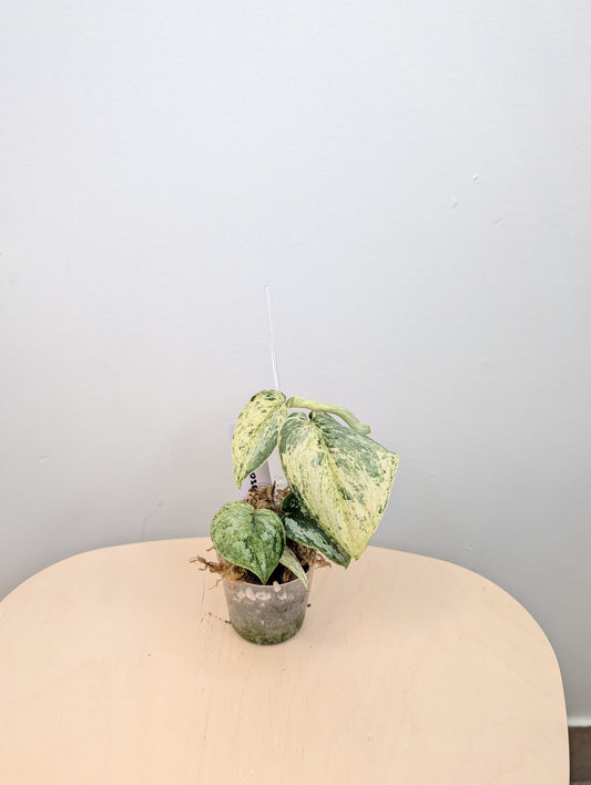 Scindapsus peasun variegated