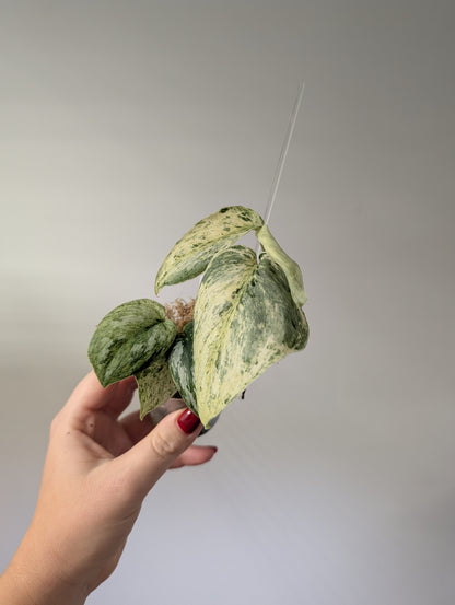 Scindapsus pois panaché