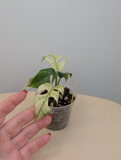 Raphidophora tetrasperma white monster variegated