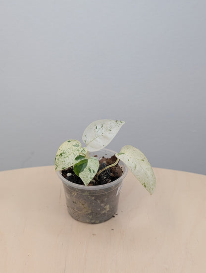 Epipremnum pinnatum marble variegated