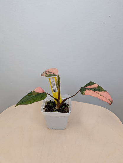 Homalomena Pink Diamond 🦄