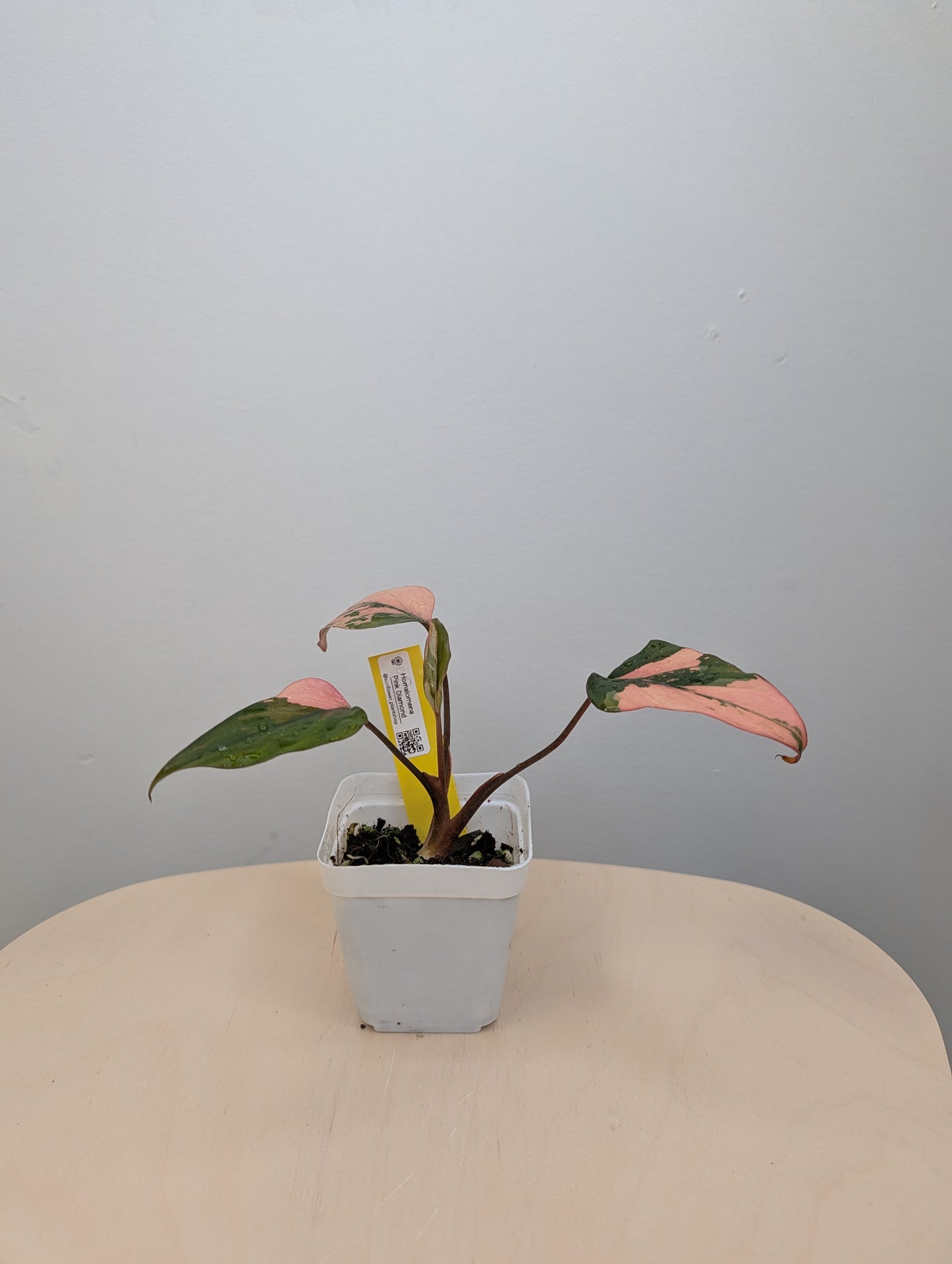 Homalomena Pink Diamond 🦄