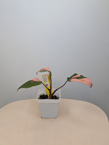 Homalomena Pink Diamond 🦄