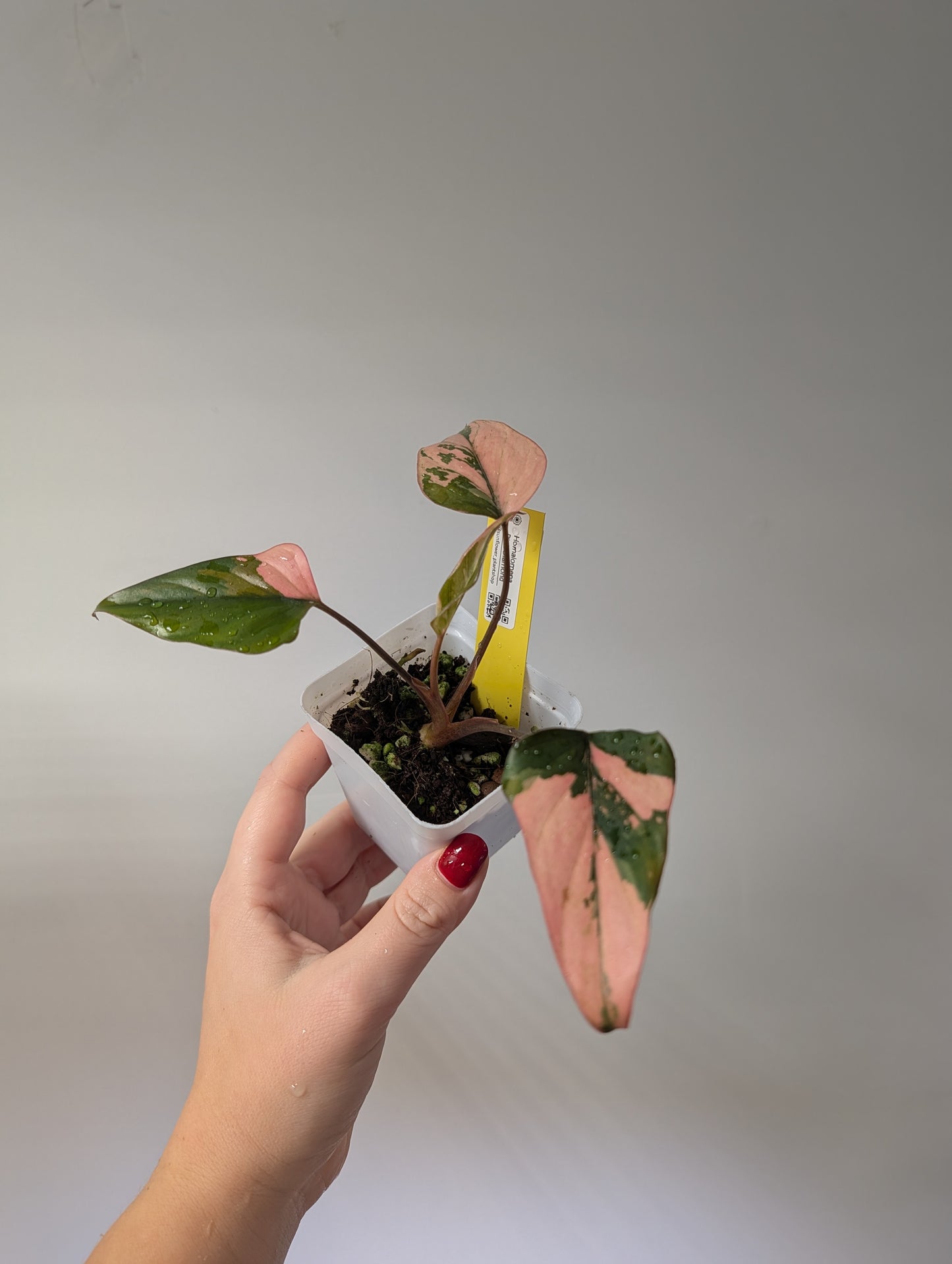 Homalomena Pink Diamond 🦄