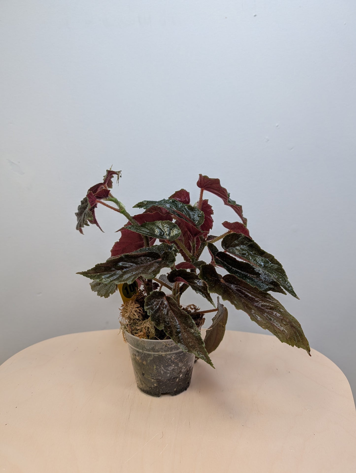 Begonia Ginny / from variegated plant