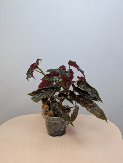 Begonia Ginny / from variegated plant