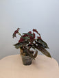 Begonia Ginny / from variegated plant