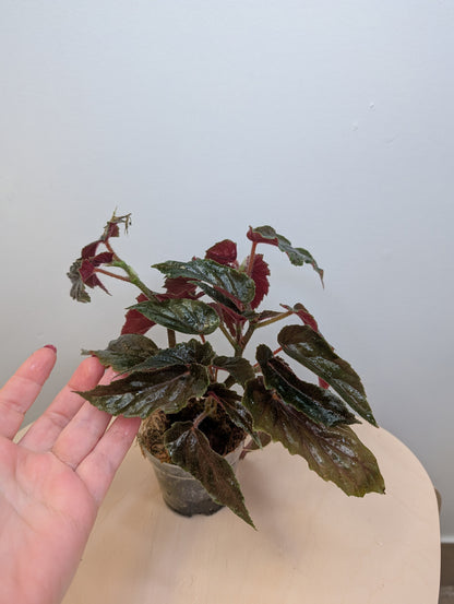Begonia Ginny / from variegated plant