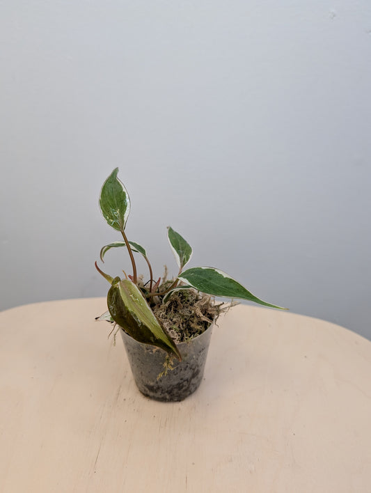 Philodendron Micans Halo / sparkling variegated leaves