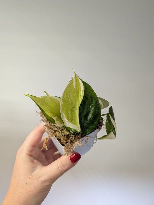 Philodendron hederecum cream splash variegated