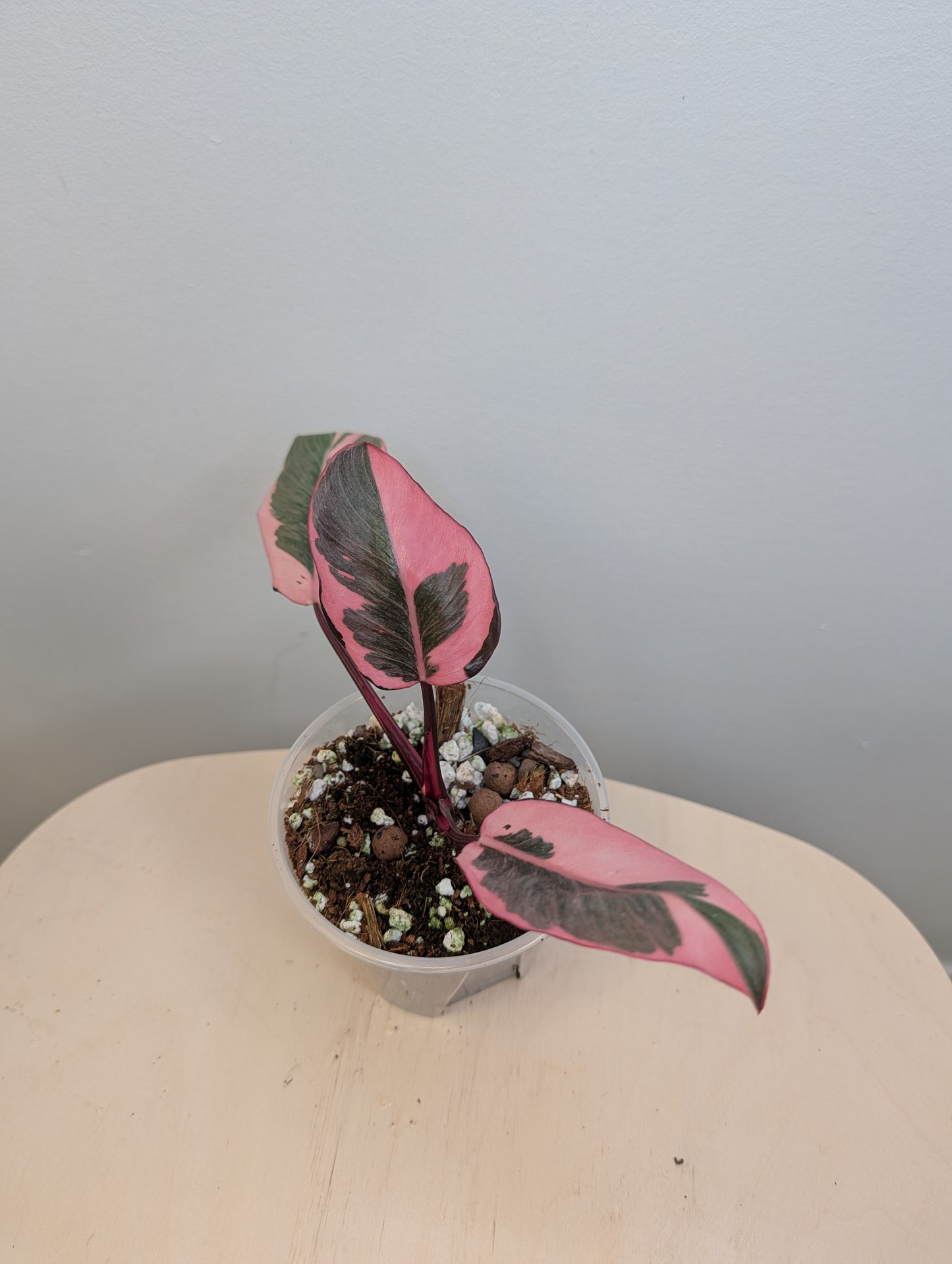 Philodendron pink princess mutation / very bright variegation 🩷