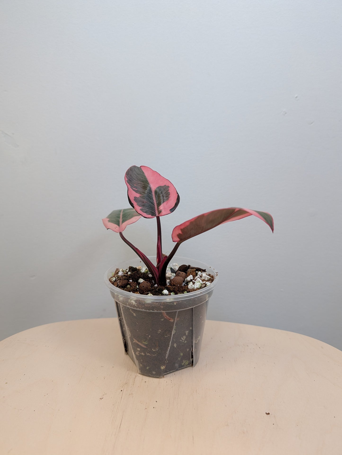 Philodendron pink princess mutation / very bright variegation 🩷