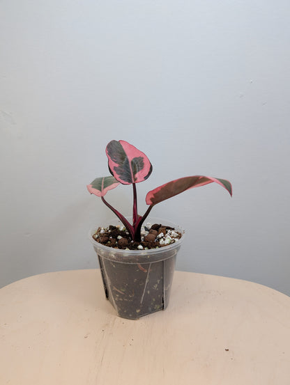 Philodendron pink princess mutation / very bright variegation 🩷