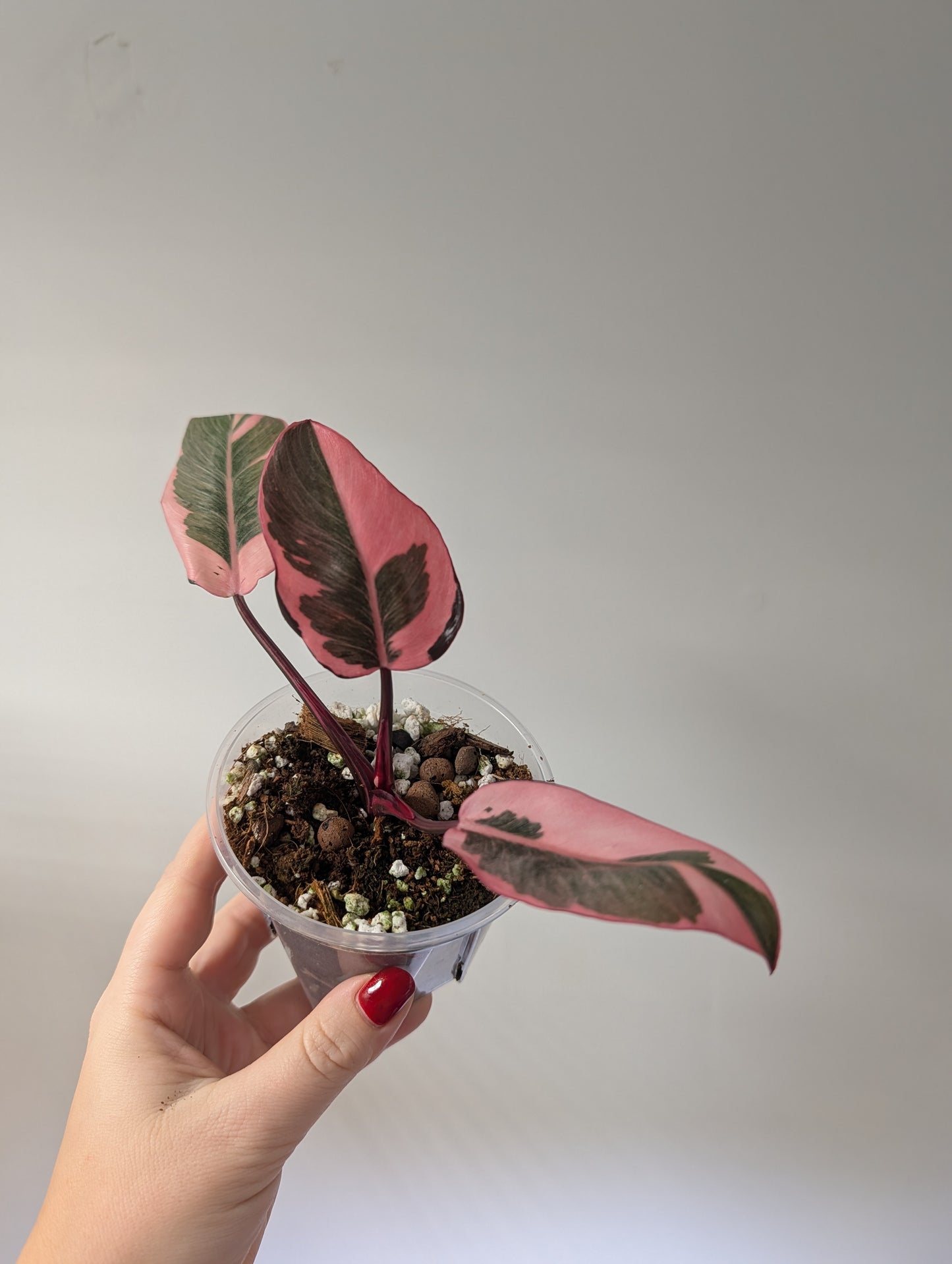 Philodendron pink princess mutation / very bright variegation 🩷