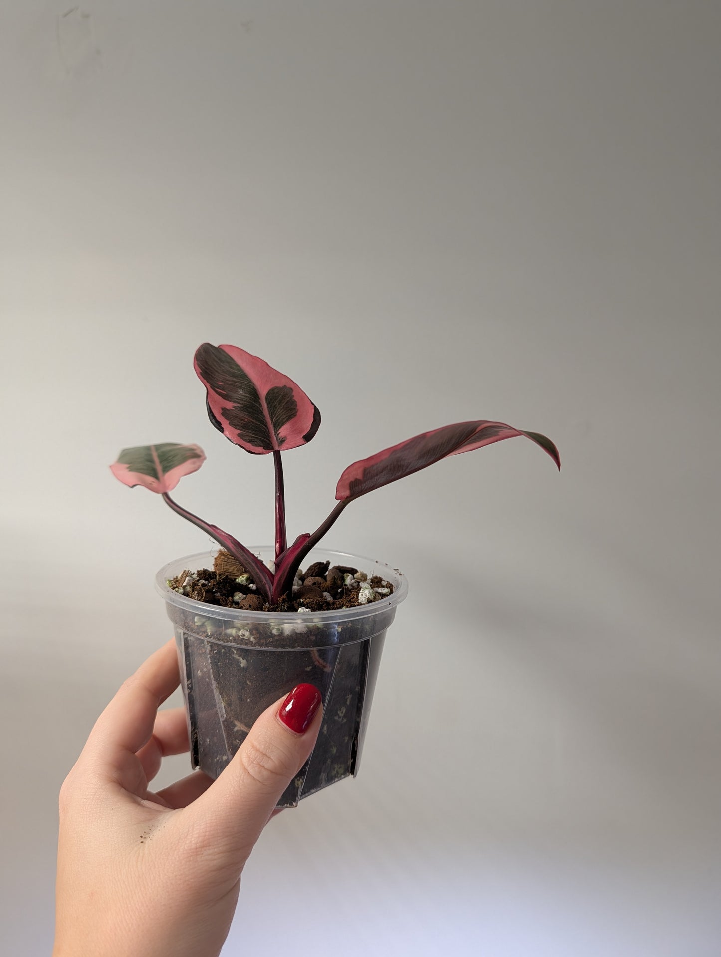 Philodendron pink princess mutation / very bright variegation 🩷