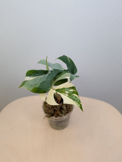 Raphidophora Tetrasperma albo variegated