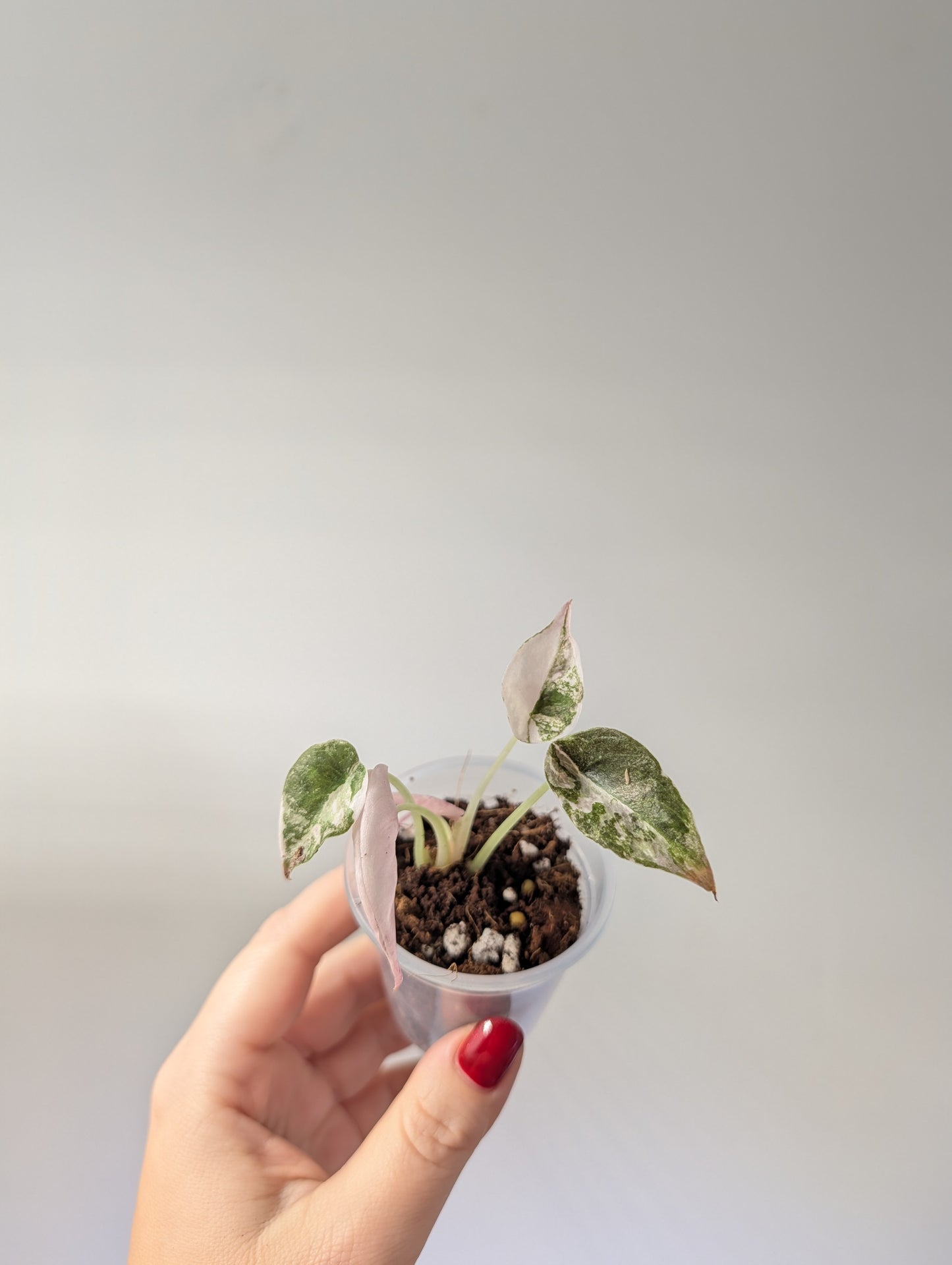 Alocasia  cuprea  pink variegated 🦄