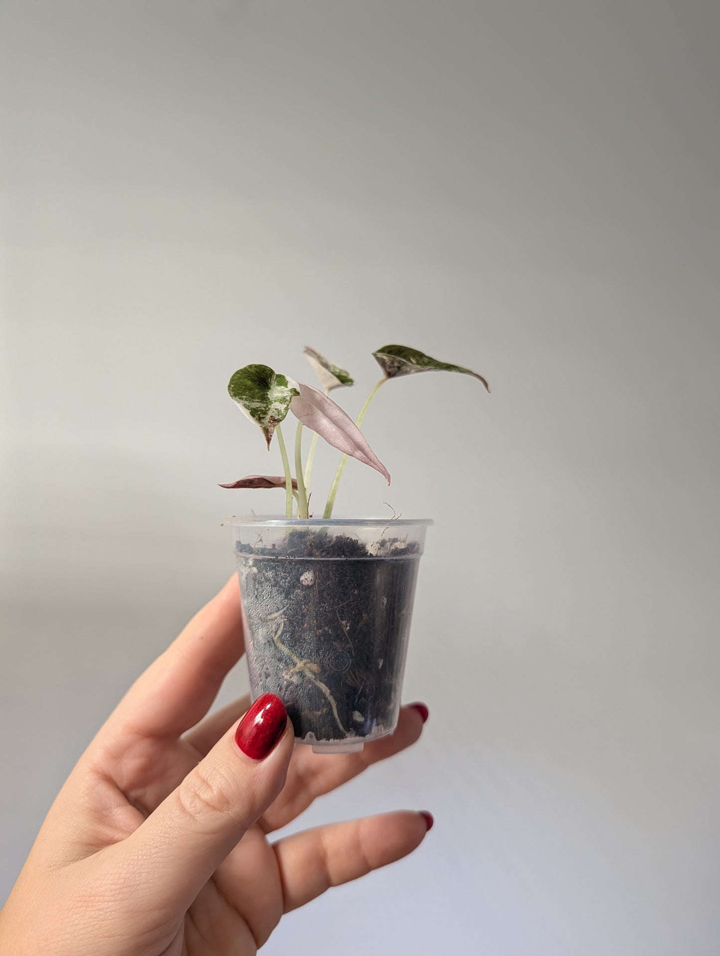 Alocasia  cuprea  pink variegated 🦄