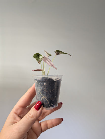 Alocasia  cuprea  pink variegated 🦄