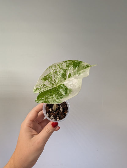 Alocasia fornicata variegated / uncommon alocasia