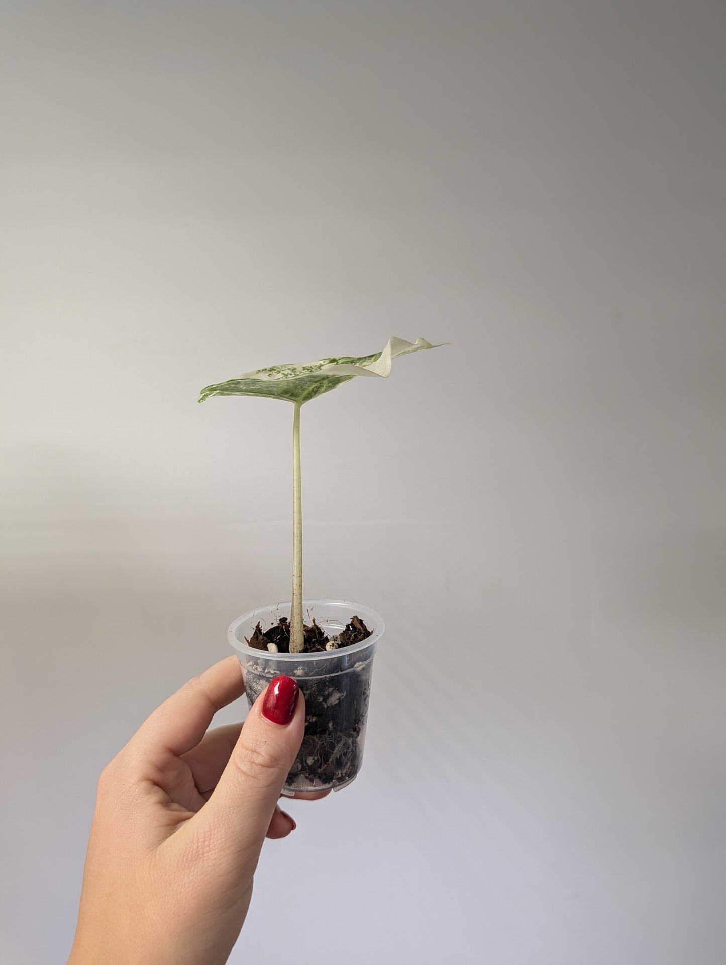 Alocasia fornicata variegated / uncommon alocasia