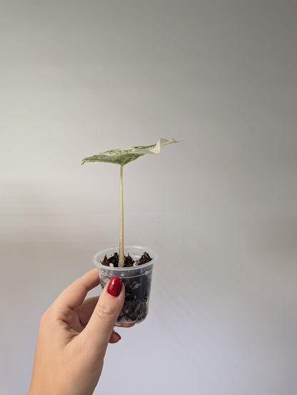 Alocasia fornicata variegated / uncommon alocasia