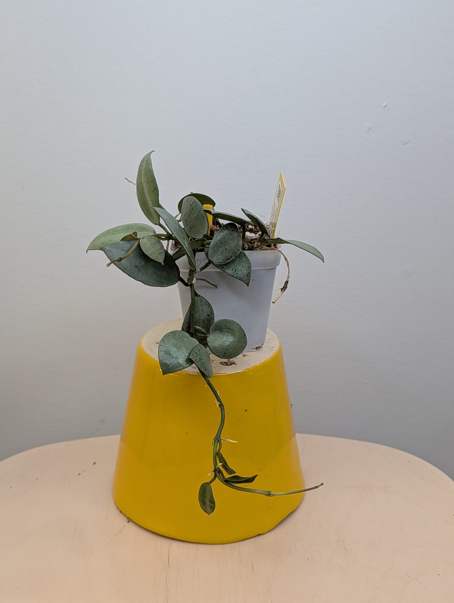 Hoya lacunosa silver mint coin / two cuttings in a pot