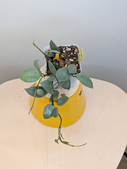 Hoya lacunosa silver mint coin / two cuttings in a pot