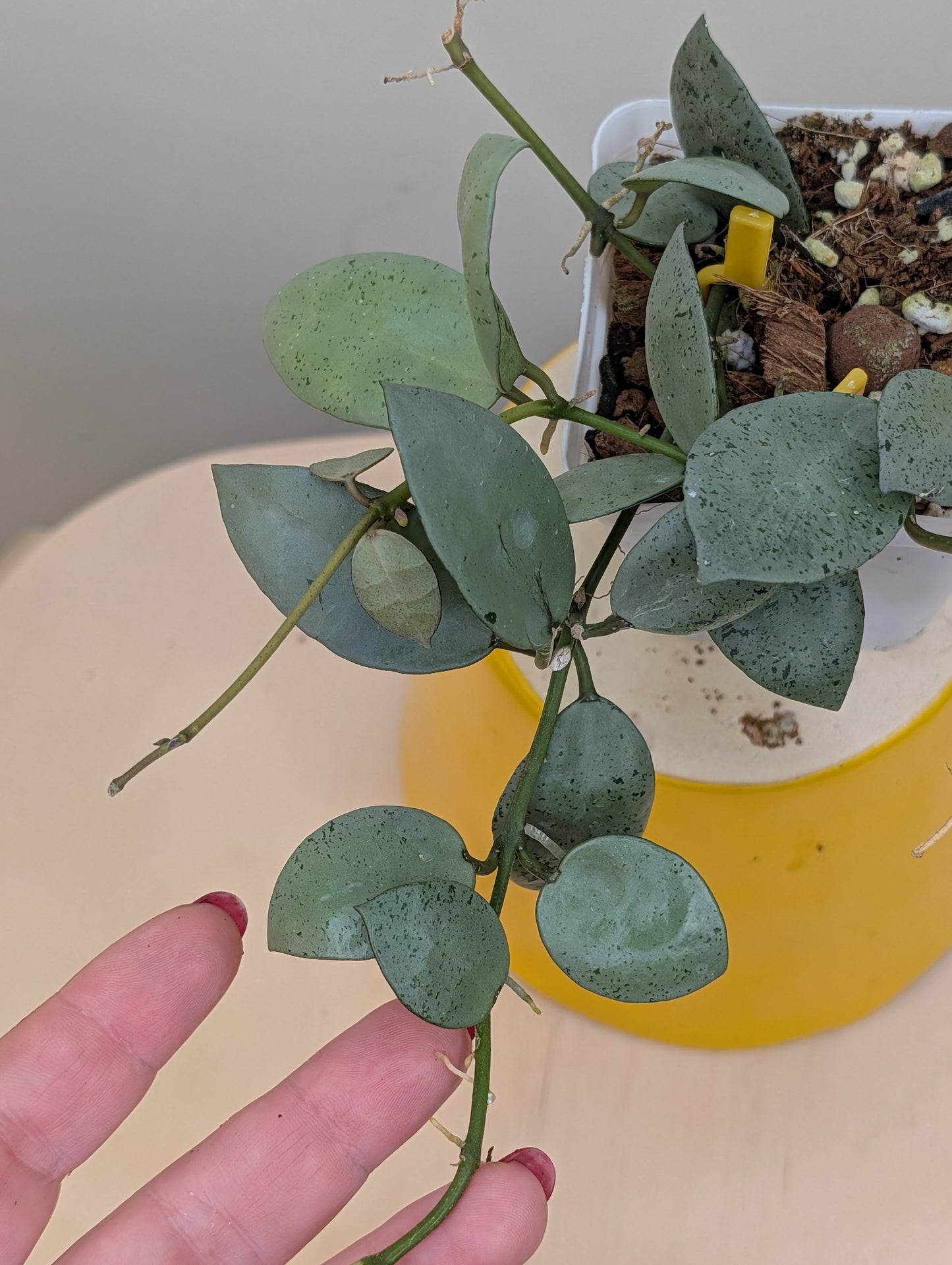 Hoya lacunosa silver mint coin / two cuttings in a pot