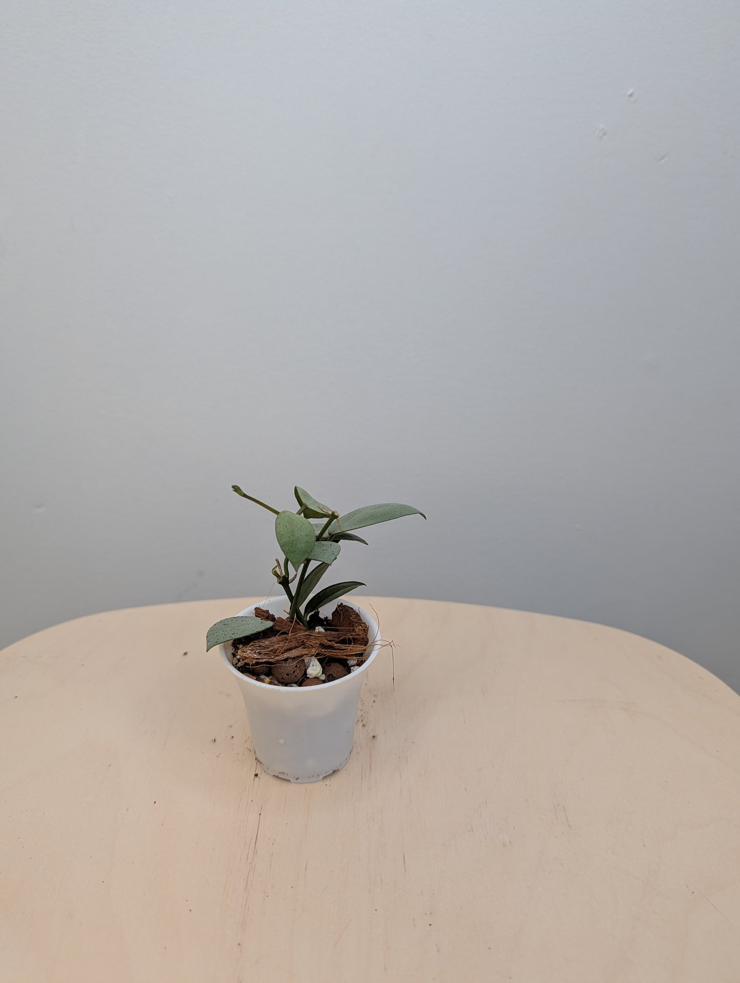 Hoya Lacunosa silver mint coin