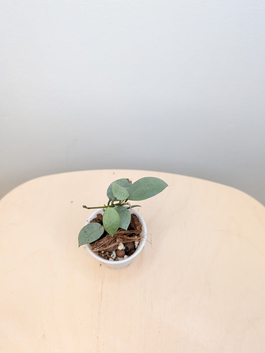 Hoya Lacunosa silver mint coin