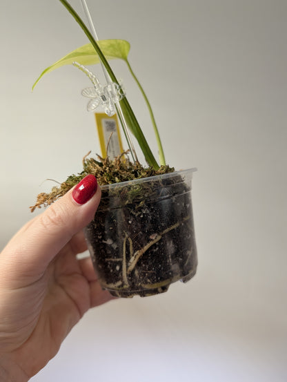 Monstera yellow variegated
