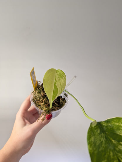 Monstera yellow variegated