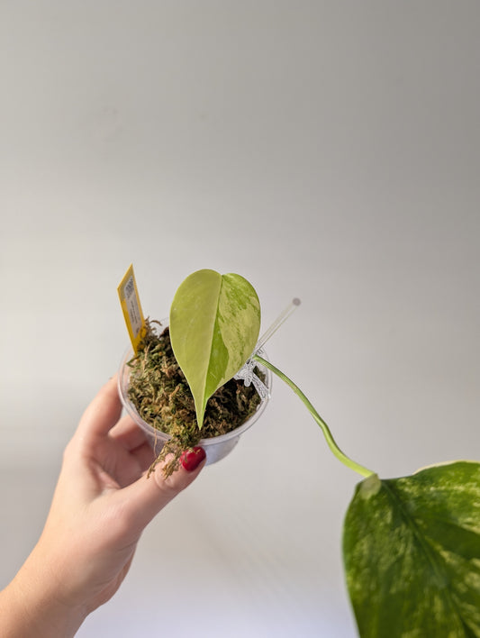 Monstera yellow variegated