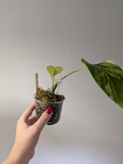 Monstera yellow variegated