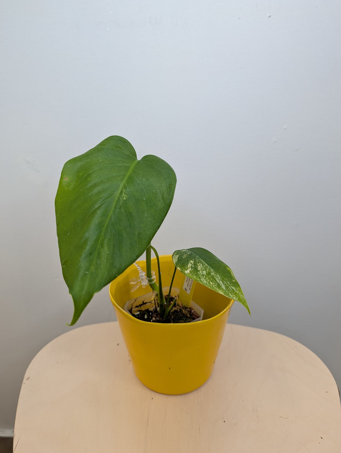 Monstera yellow variegated