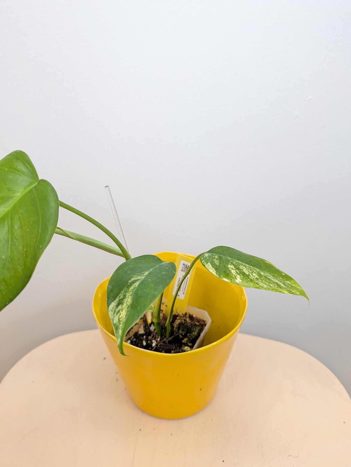 Monstera yellow variegated