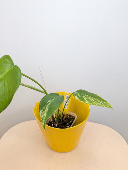Monstera yellow variegated