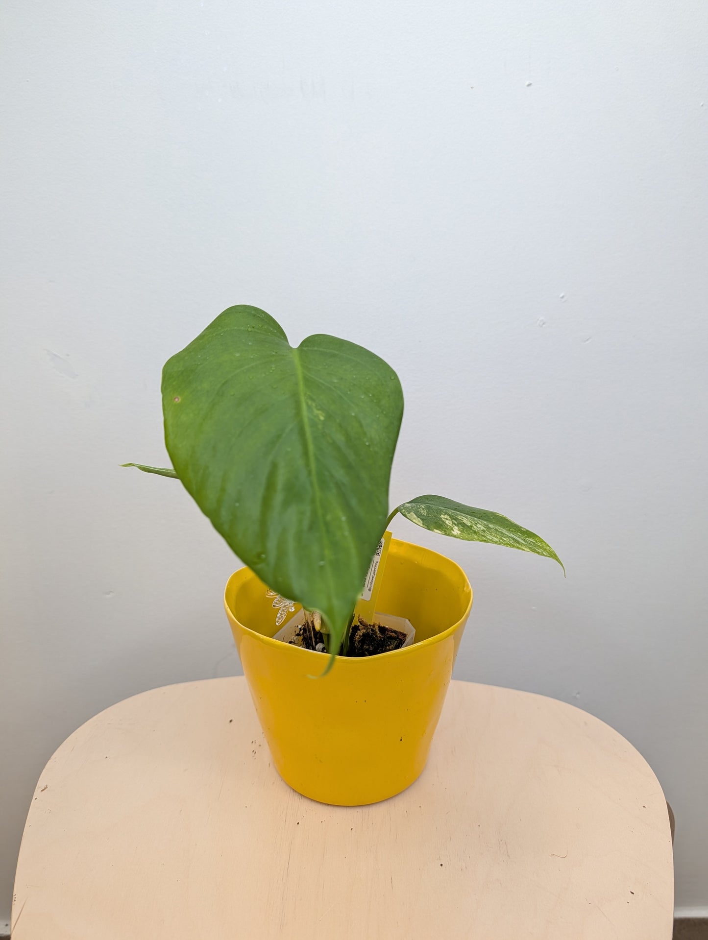 Monstera yellow variegated