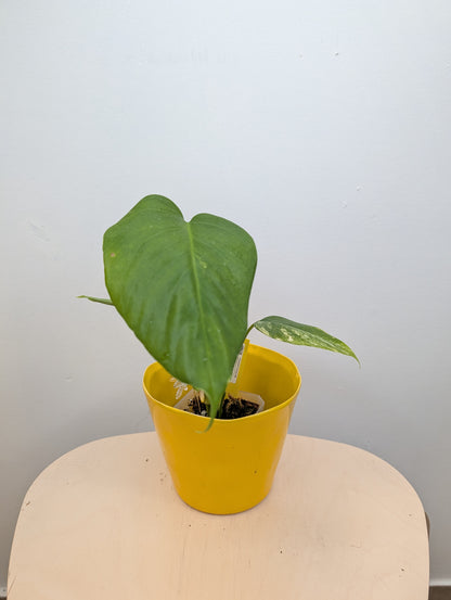 Monstera yellow variegated