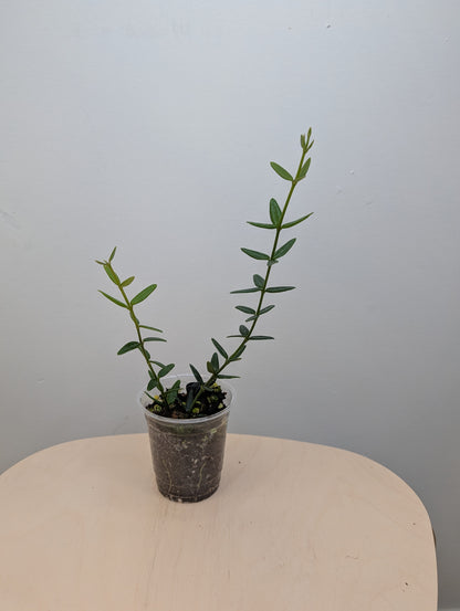Hoya Engleriana / tiny leaves hoya / a few cuttings in a pot