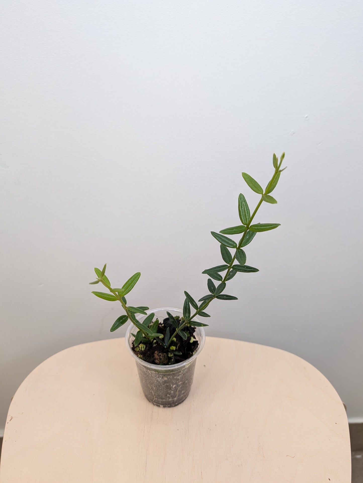 Hoya Engleriana / tiny leaves hoya / a few cuttings in a pot