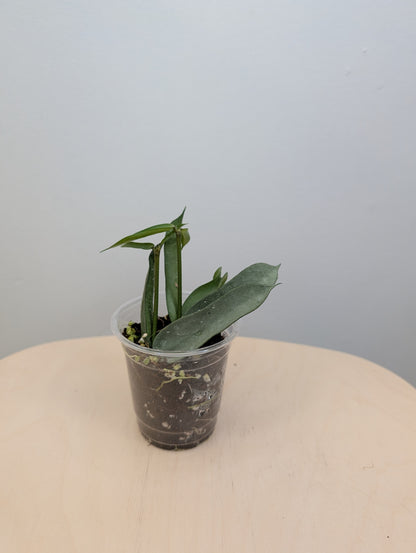 Hoya pandurata silver