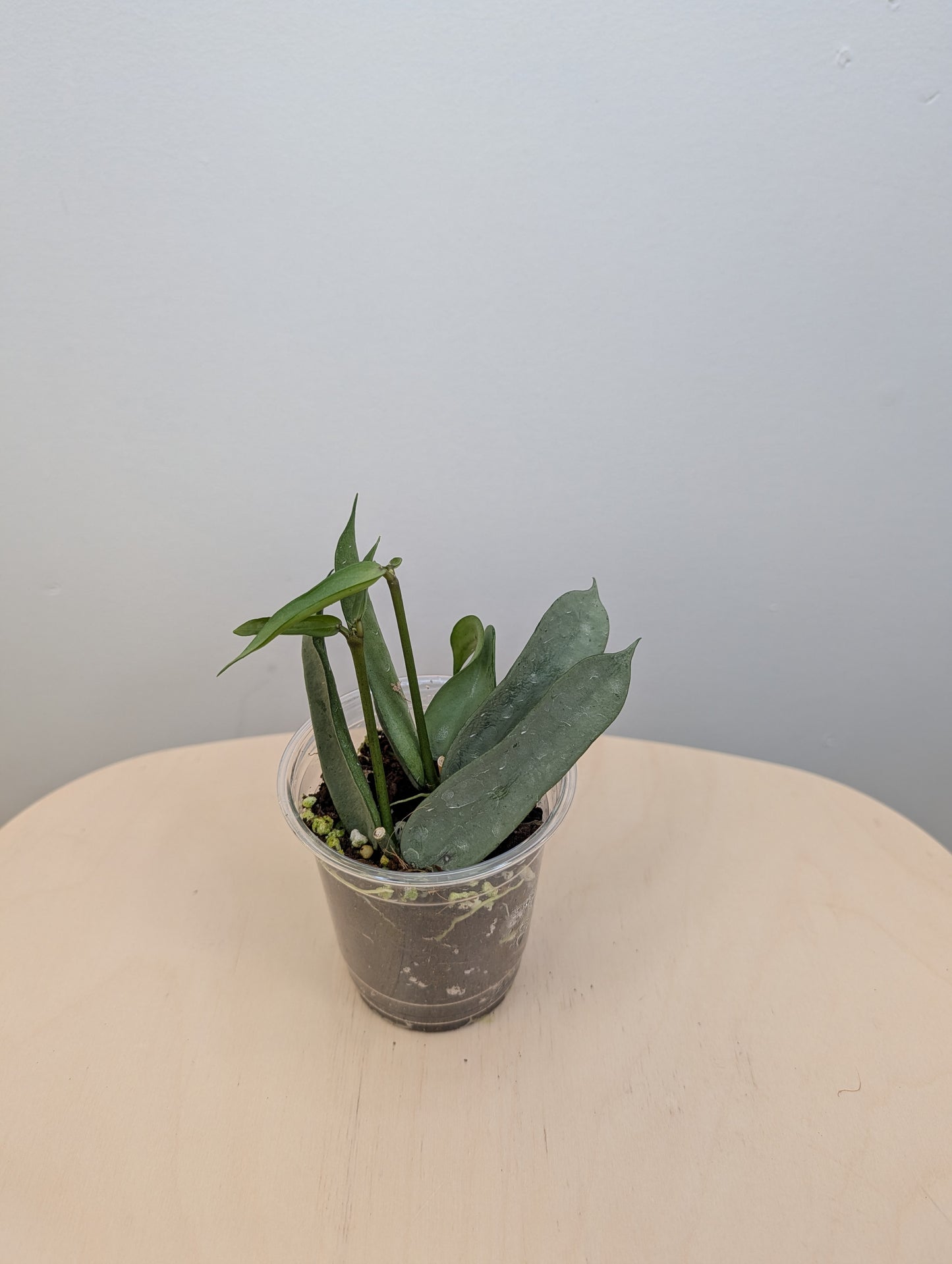 Hoya pandurata silver