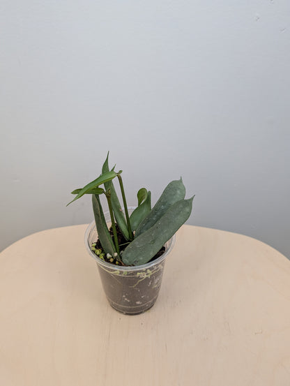 Hoya pandurata silver