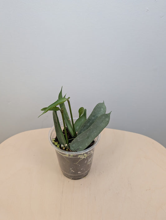 Hoya pandurata silver