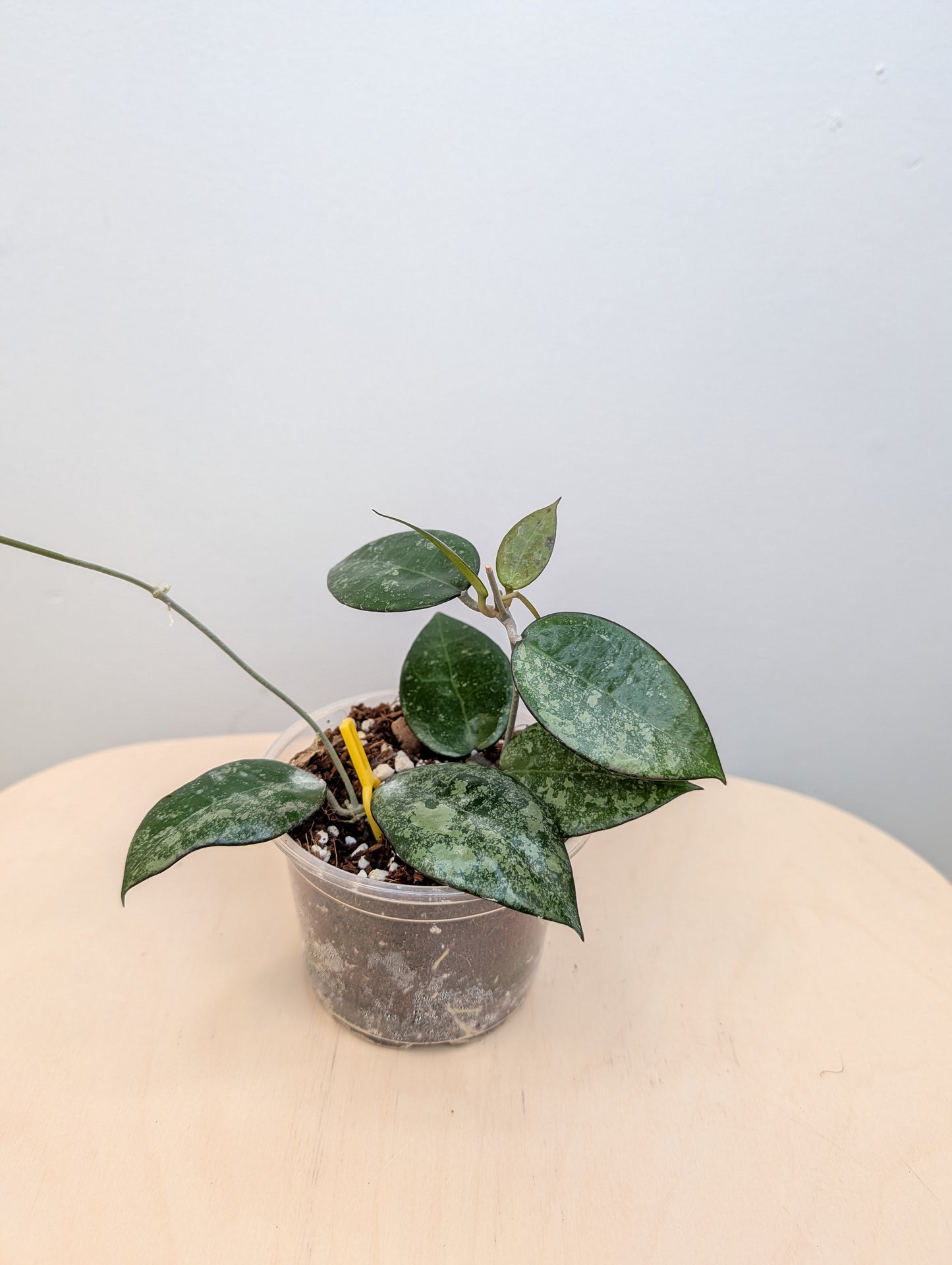 Hoya black margin splash