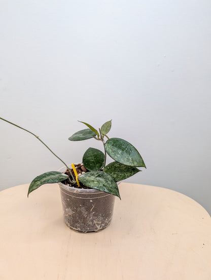 Hoya black margin splash